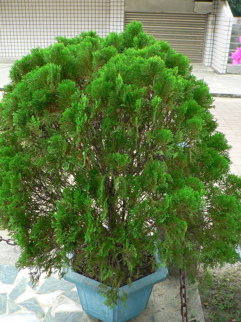 扁柏