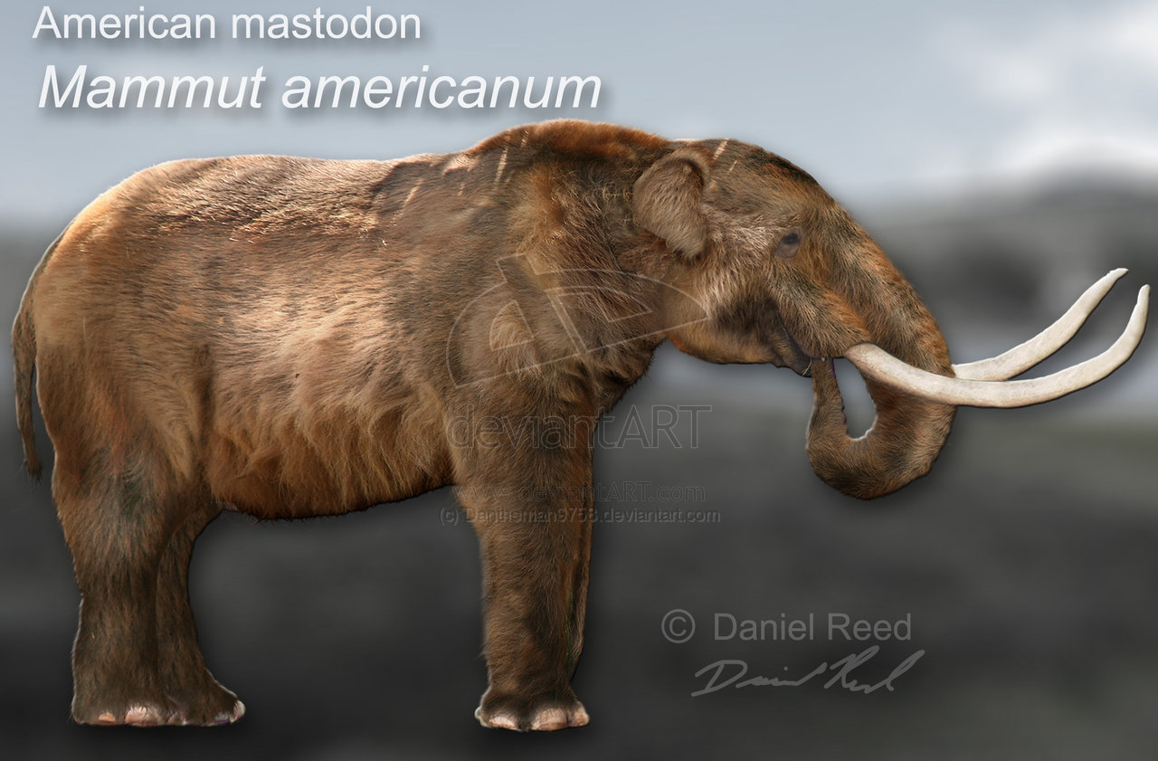  p>美洲乳齿象(mammut americanum)是北美洲已灭绝的乳齿象,其化石
