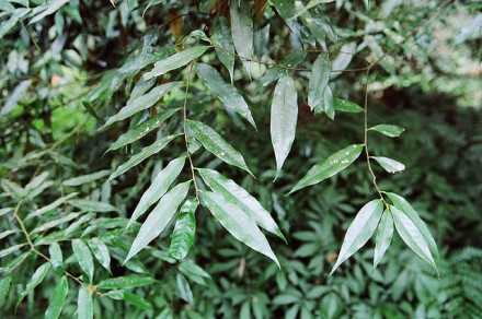 栲（壳斗科锥属植物）_百度百科