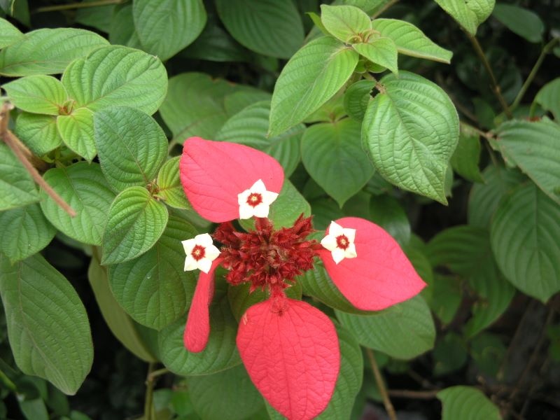  p>梵茜草(学名: rubia manjith roxb. ex flem.)是茜草科茜草属植物.