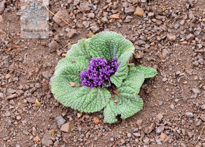  p>独一味属(学名:lamiophlomis kudo)是 a target="_blank" href="