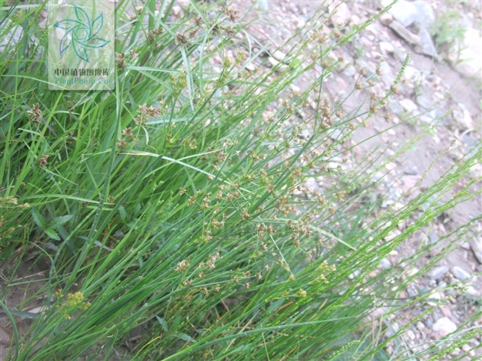  p>扁茎灯心草为 a href="#" data-lemmaid="14075437">扁茎组 /a>