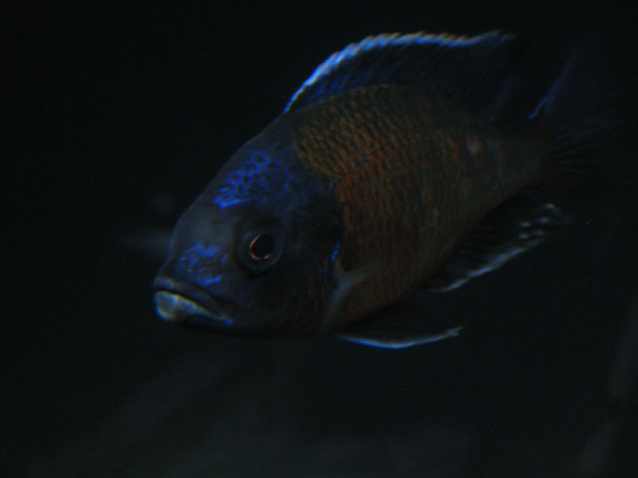  p>帝王艳红是慈鲷科孔雀鲷属动物. /p>