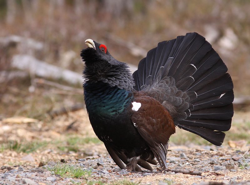  p>松鸡(学名: i>tetrao urogallus /i>):是 a target="_blank" href=