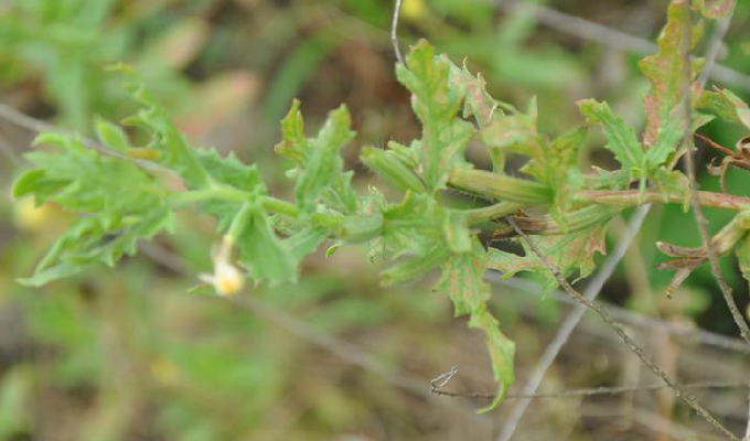  p>裂叶月见草,拉丁文名:oenothera laciniata hill.