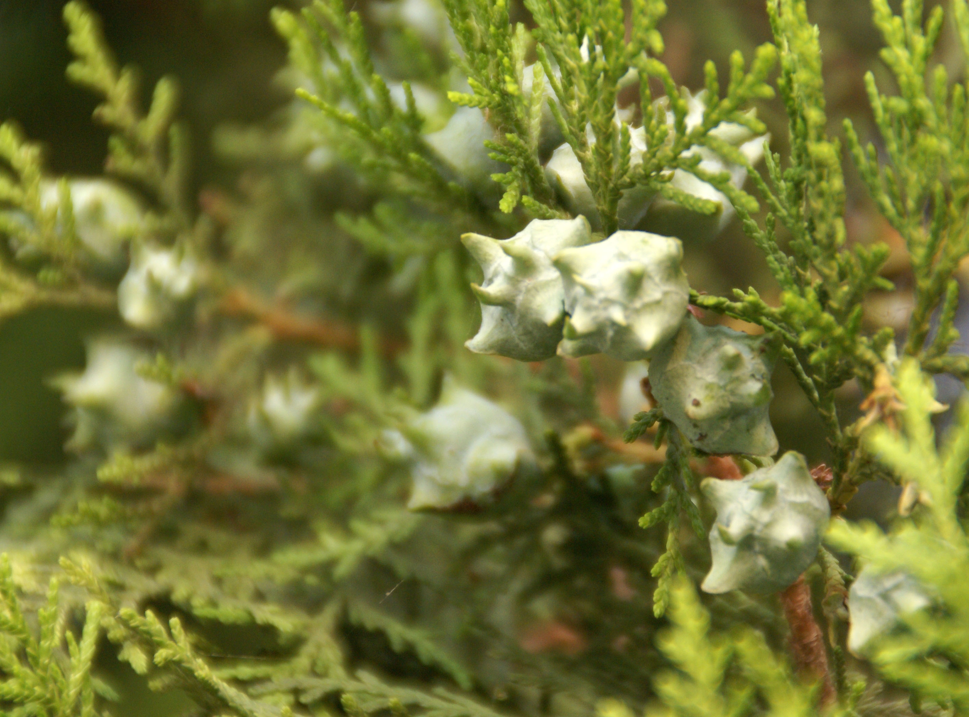  p>侧柏(学名: i>platycladus orientalis /i> (l.