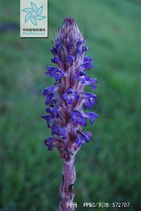  p>列当(拉丁文名: i>orobanche coerulescens /i> steph),别名 a