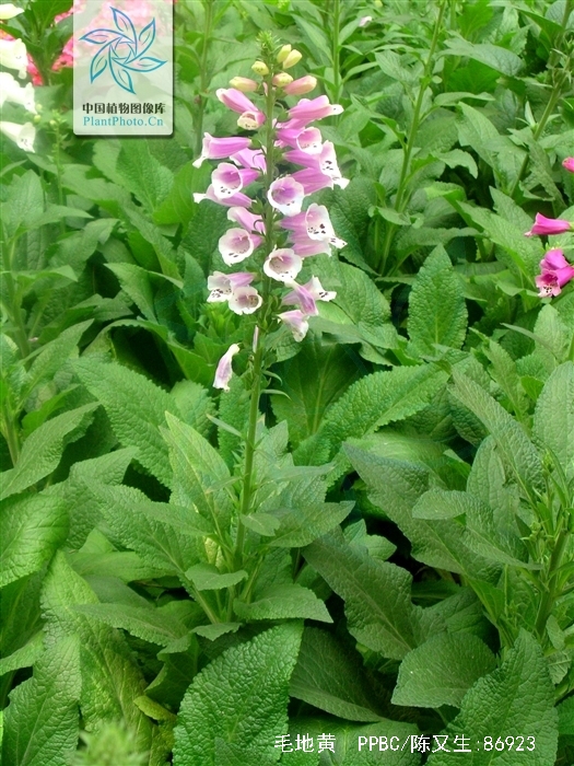  p>毛地黄(学名: i>digitalis purpurea  /i>l)是玄参科 a target="