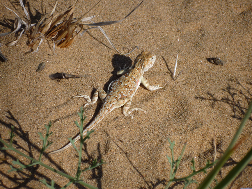 荒漠沙蜥