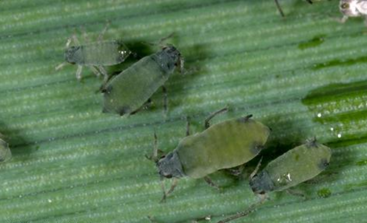  p>禾谷缢管蚜, i>rhopalosiphum padi /i>,为半翅目蚜科缢管蚜属的一