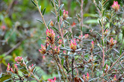  p>碎米花(学名: i>rhododendron spiciferum /i> franch.