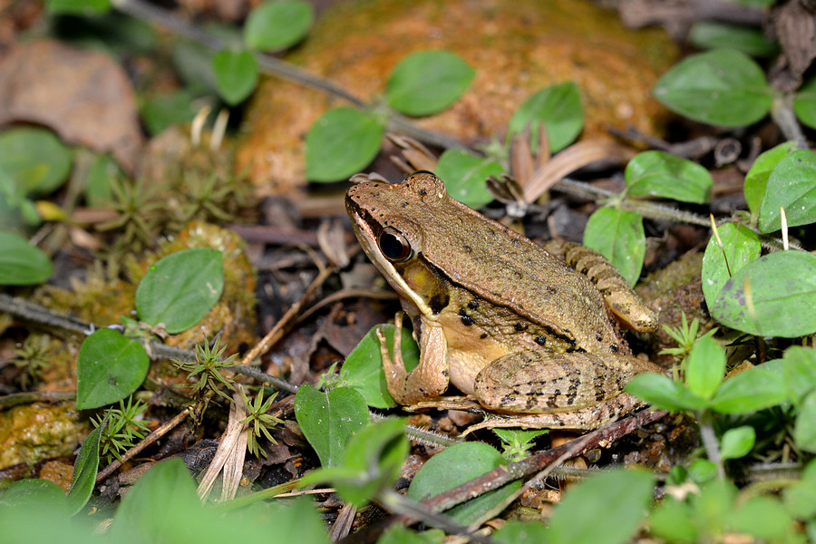  p>弹琴水蛙,无尾目 a href="#">蛙科 /a>水蛙属.