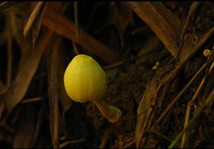  p>纯黄白鬼伞是一种有毒的菌类.