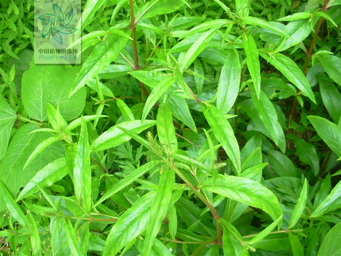  p>露珠珍珠菜( i>lysimachia circaeoides /i> hemsl.