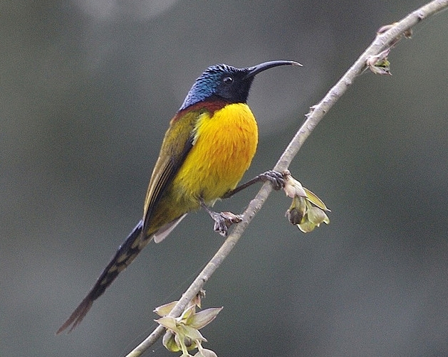 aethopyga  nipalensis