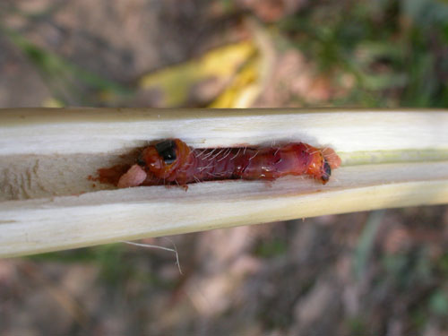  p>咖啡木蠹蛾, i>zeuzera coffeae  /i>niether,鳞翅目 a href="#">