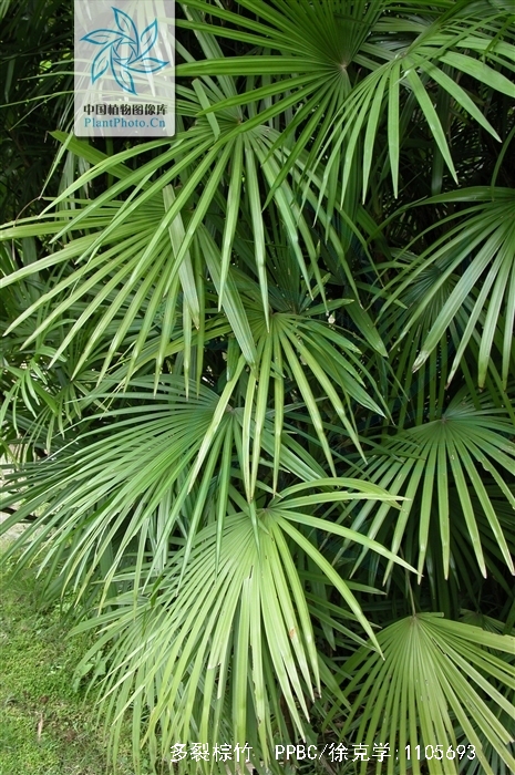 >多裂棕竹( i>rhapis multifida /i> burret)是棕榈科,棕竹属丛生灌木
