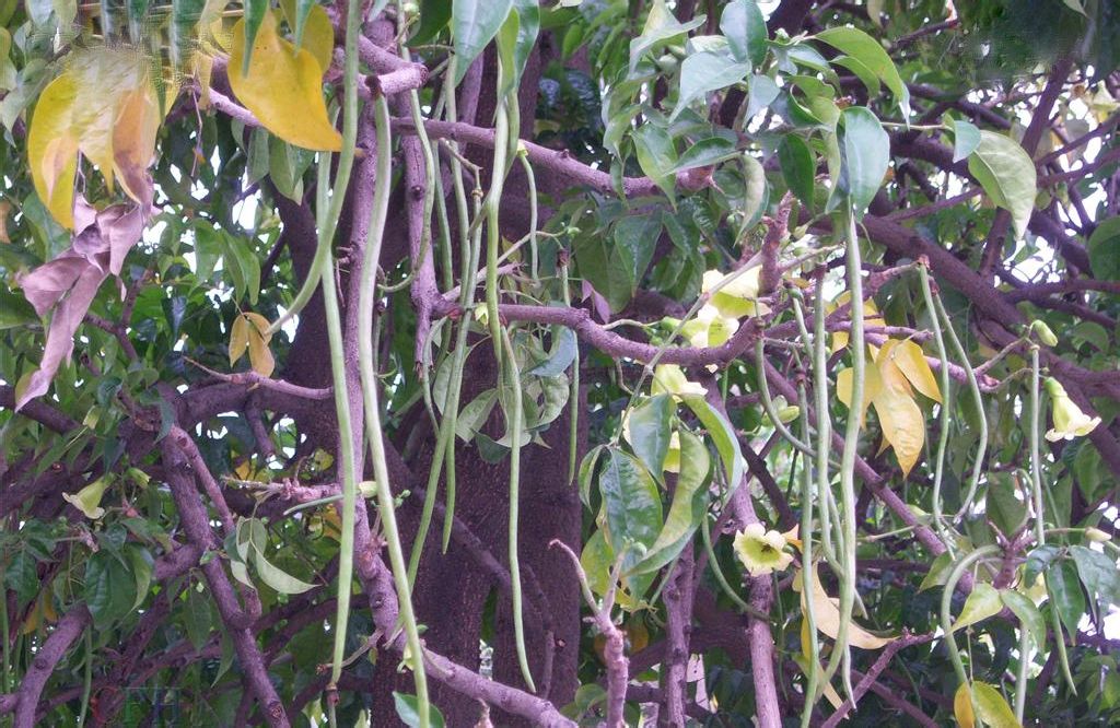 菜豆树(菜豆树掉叶子怎么回事)