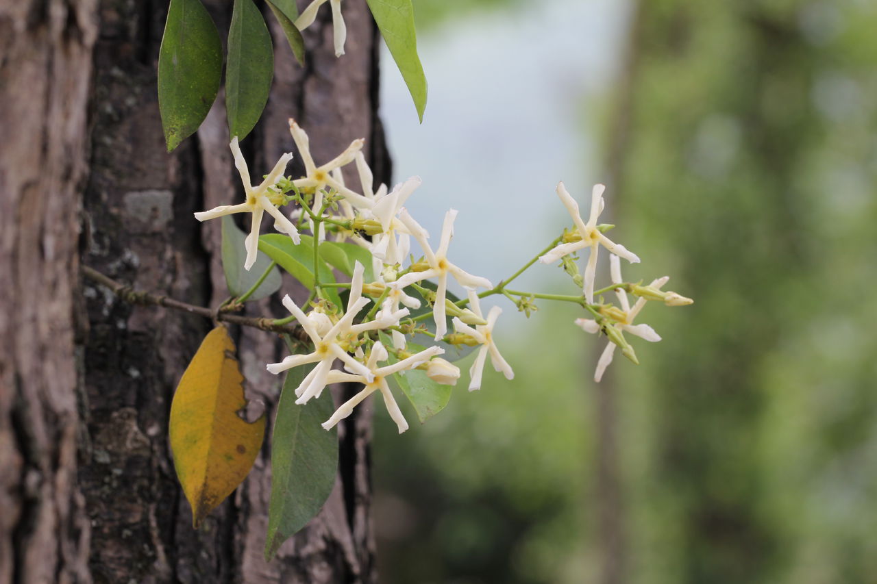 anodendron benthamianum hemsl.
