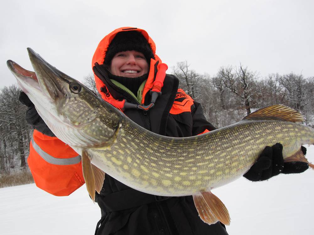  p>黑斑狗鱼(学名: i>esox reicherti /i>),为狗鱼科.