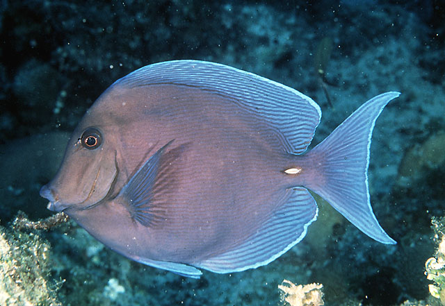  p>蓝刺尾鱼(学名:acanthurus coeruleus).此鱼体呈卵圆形.