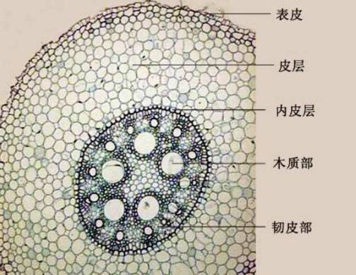 初生生长_百度百科