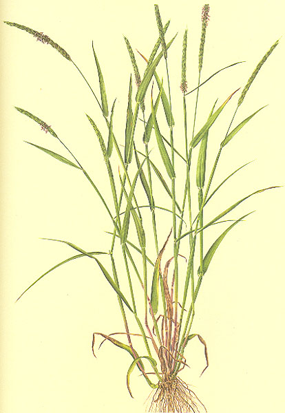  p>大穗看麦娘(学名:alopecurusmyosuroides)是一种能生长在耕地和