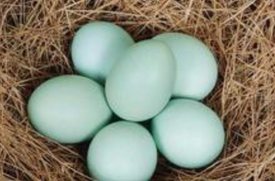 青皮土鸡蛋
