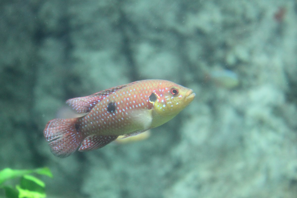  p>一点狐狸鱼,单斑蓝子鱼, i>siganus /i>  i>unimaculatus /i>