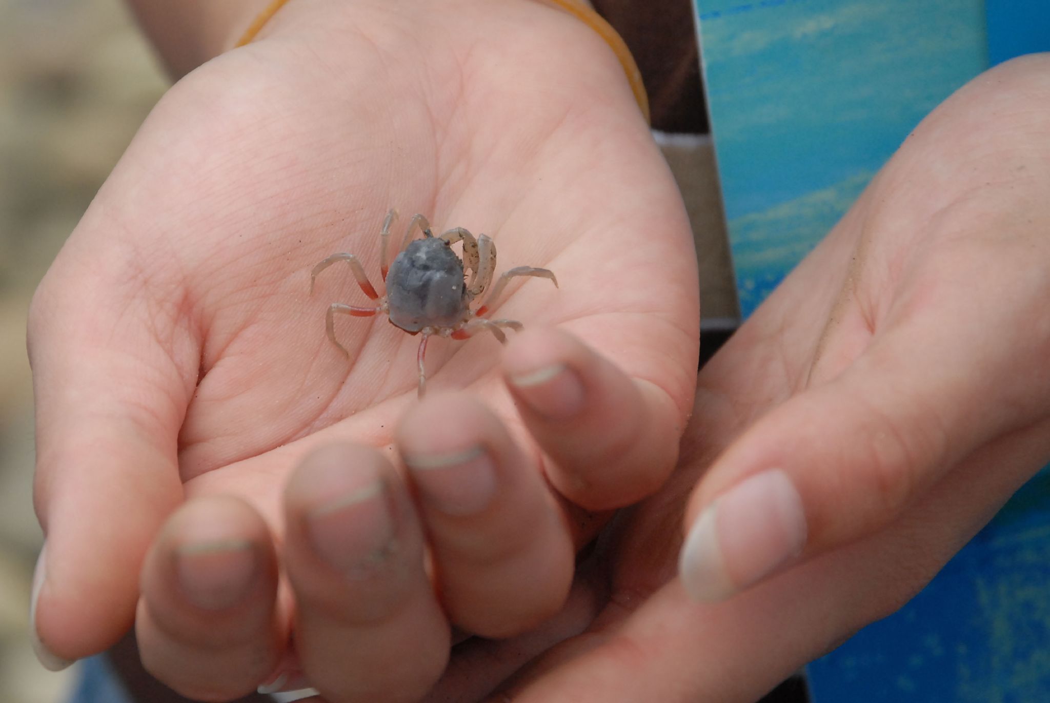圆球状的甲壳呈蓝紫色,细长的步足与螯足呈白色,背甲呈球状如和尚头