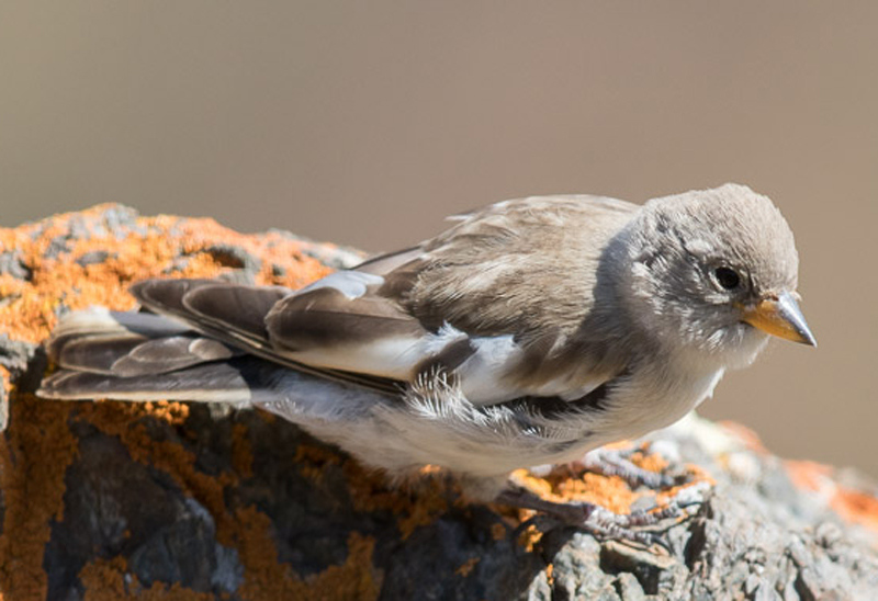  p>白斑翅雪雀(学名: i>montifringillla nivalis /i>):属典型的高原 