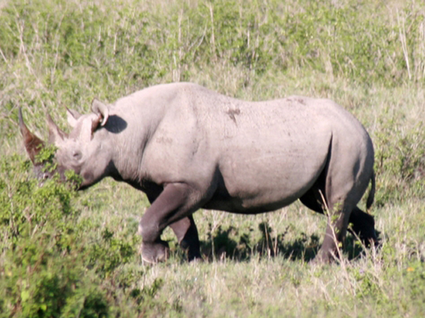  p>国兽( b>national animals /b>):与 a href