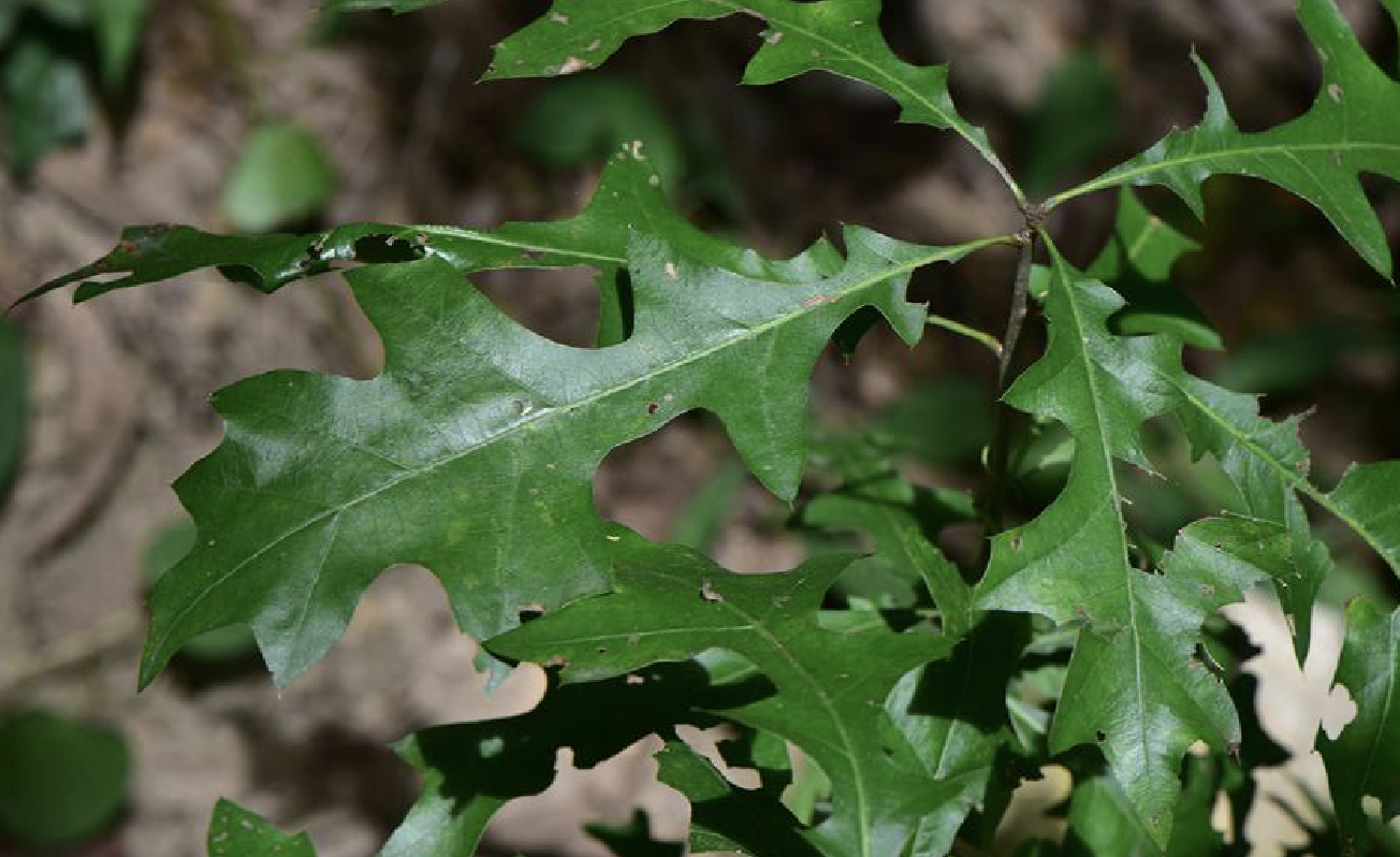 quercus palustris münchh.