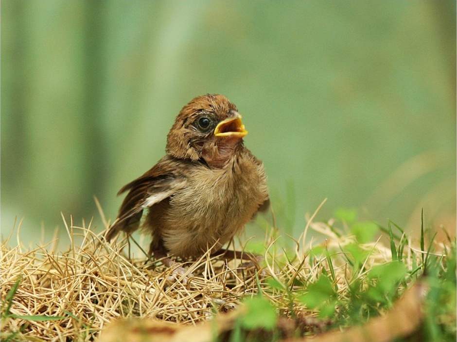 棕头鸦雀是雀形目莺鹛科棕头鸦雀属鸟类