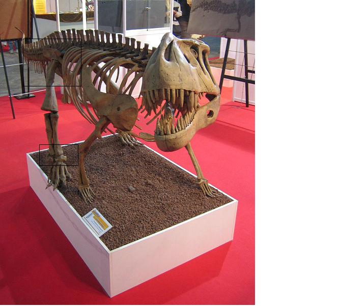  p>劳氏鳄目(学名:rauisuchia)是群所知有限的主龙类集合群,是群生存