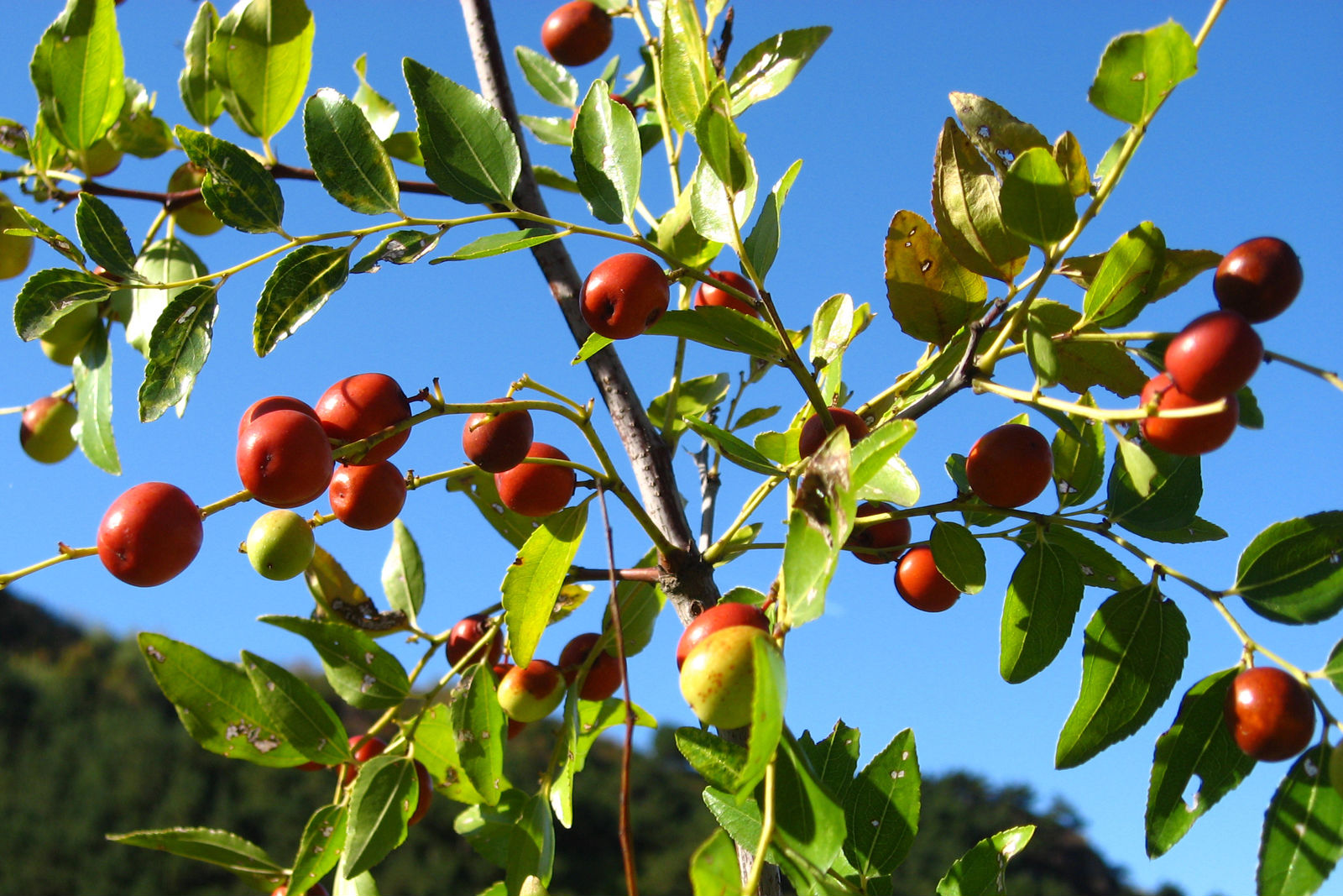 落叶灌木或小乔木,主要产于我国北方地区,野生山坡,旷野或路旁;果实能