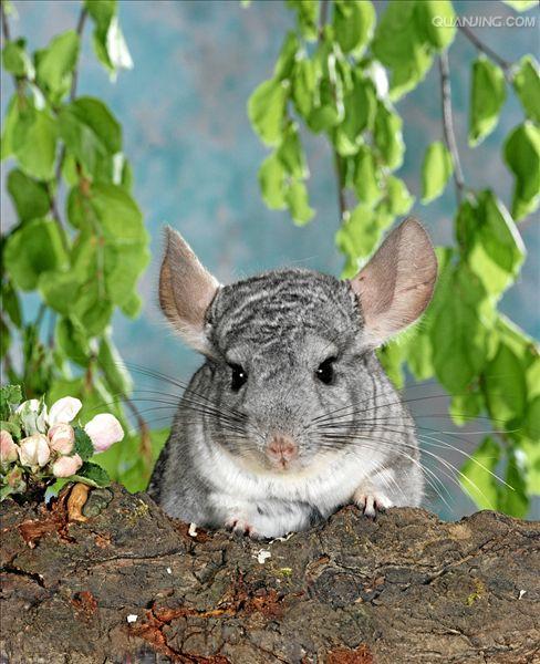  p> a target="_blank" href="/item/毛丝鼠/3032766" data-lemmaid="