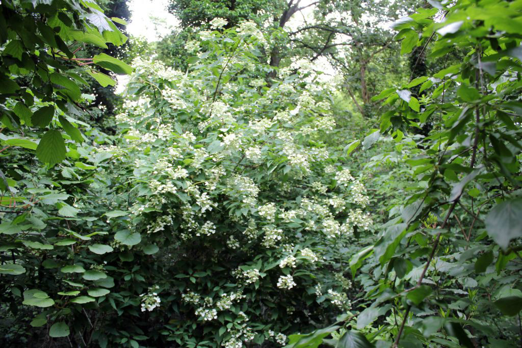 hydrangea bretschneideri