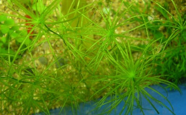  p>草茨藻(学名: i>najas /i>  i>graminea /i> delile)是茨藻科茨藻