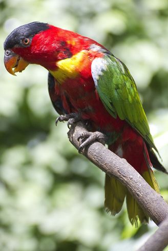  p>黄领吸蜜鹦鹉(学名: i>lorius chlorocercus /i>)羽色鲜艳,主要以