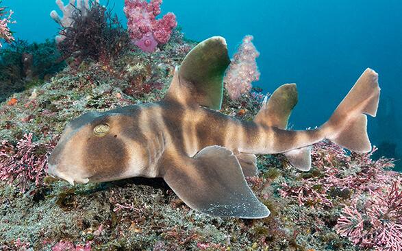  p>宽纹虎鲨(学名: i>heterodontus japonicus /i>)是虎鲨科,虎鲨属中