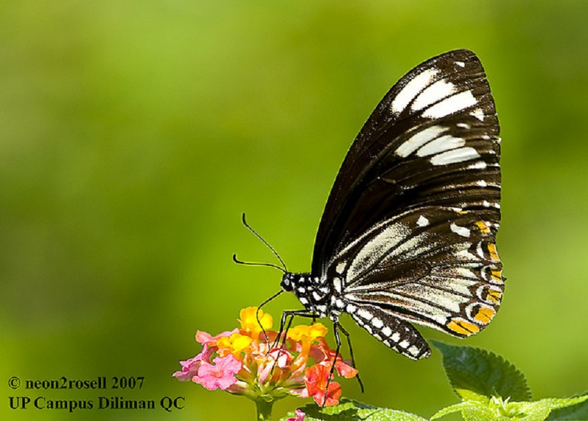  p>斑凤蝶( i>chilasa clytia /i>&nbsp;linnaeus,1758)是凤蝶科