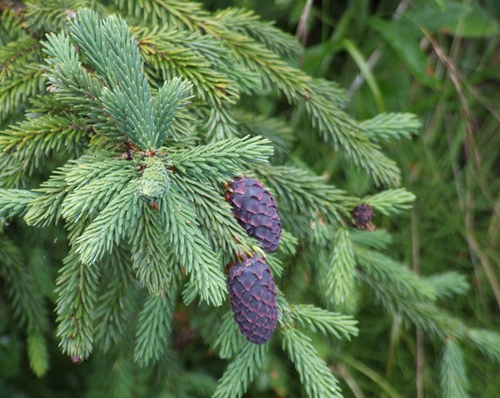 picea purpurea mast.