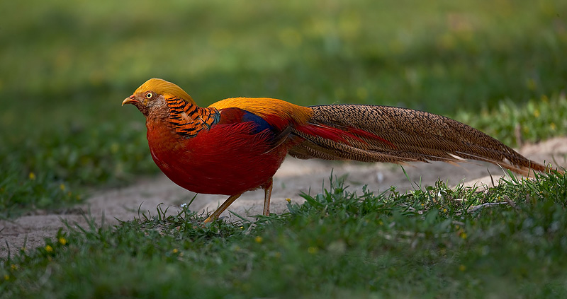  p>国鸟(national bird): a target="_blank" href="/item/鸟类">鸟类