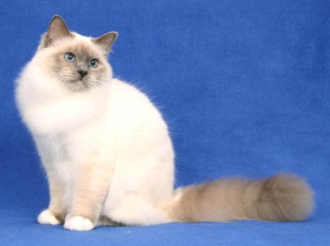  p>蓝色重点色猫像极 a href="#" data-lemmaid="660511">长毛暹罗猫 