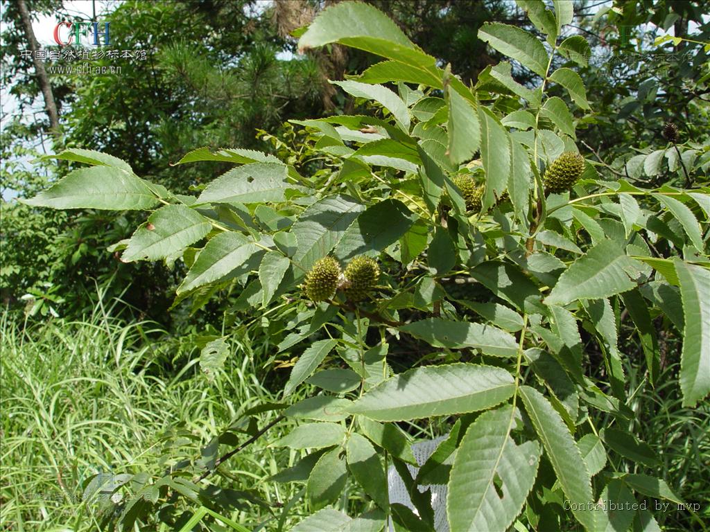  p>化香树属(学名: i>platycarya  /i>siebold &amp; zucc.