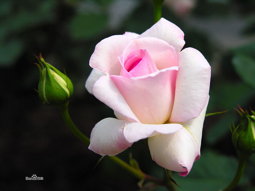  p>多腺小叶蔷薇是小叶蔷薇的一个变种,本变种与原变种区别在其小叶