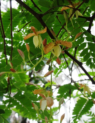  p>酸角花,树干通直,高可达20m,树皮褐色.
