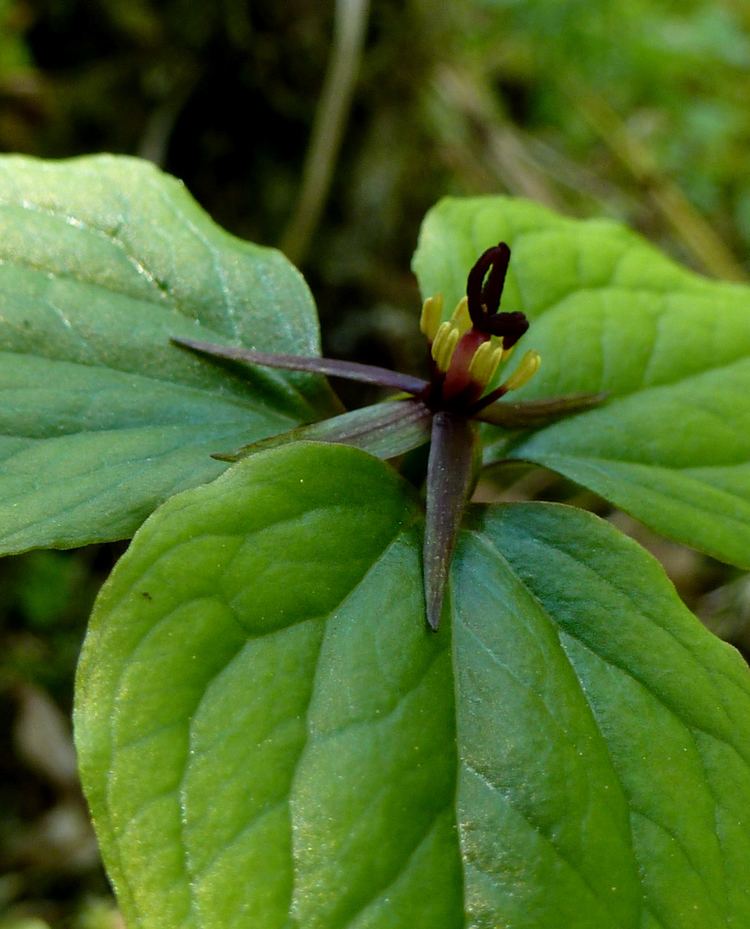  p>西藏延龄草 i>( /i> i> a target="_blank" href="/item/学名