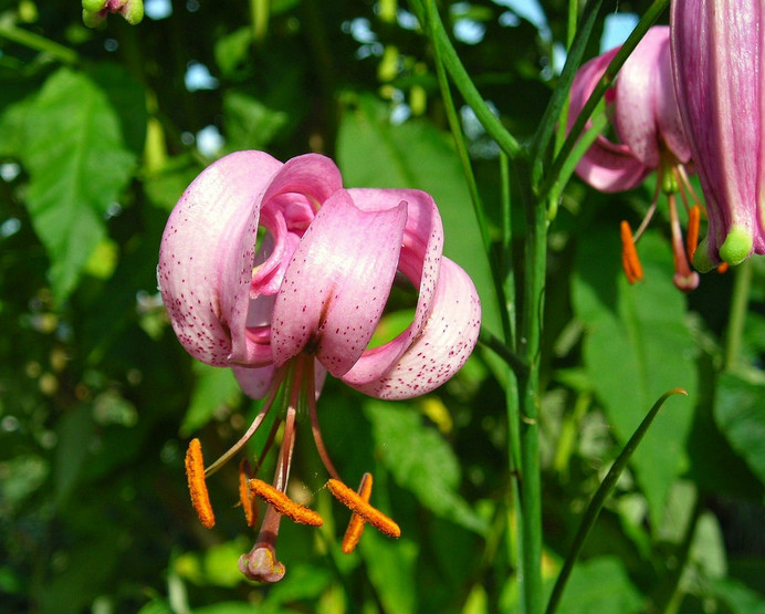  p>垂花百合(学名: i>lilium cernuum /i>  komar.